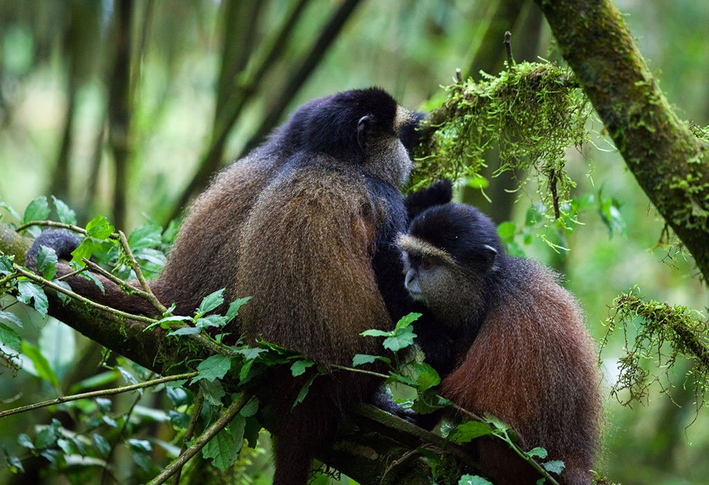 6 Days Uganda and Rwanda