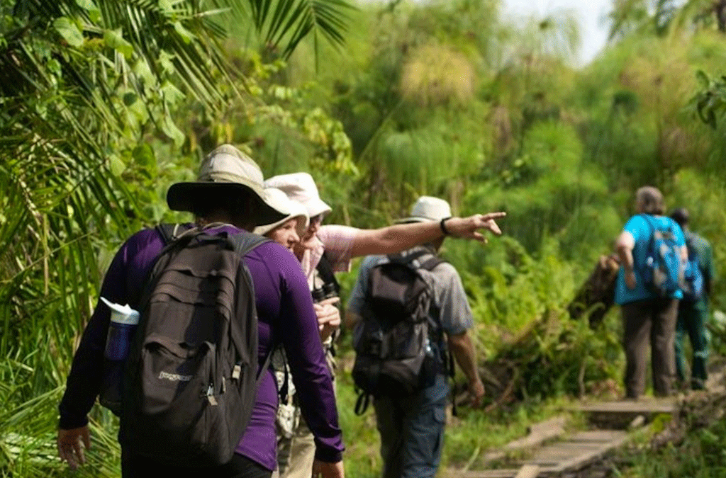 Double Chimpanzee Trekking experience 23 Bigodi Wetland Sanctuary near Kibale National Park Uganda