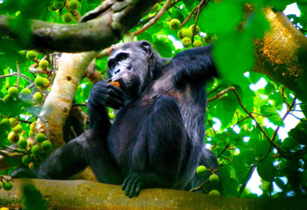 How To Stay Safe During Your Safari Adventure- Chimpanzees