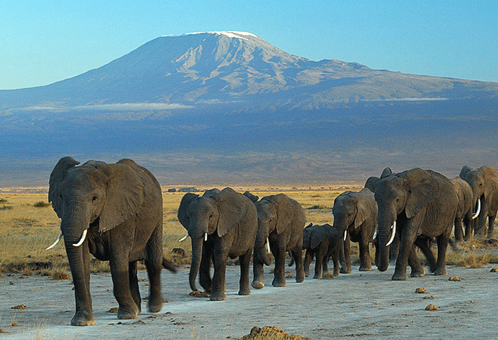 Elephants in Amboseli