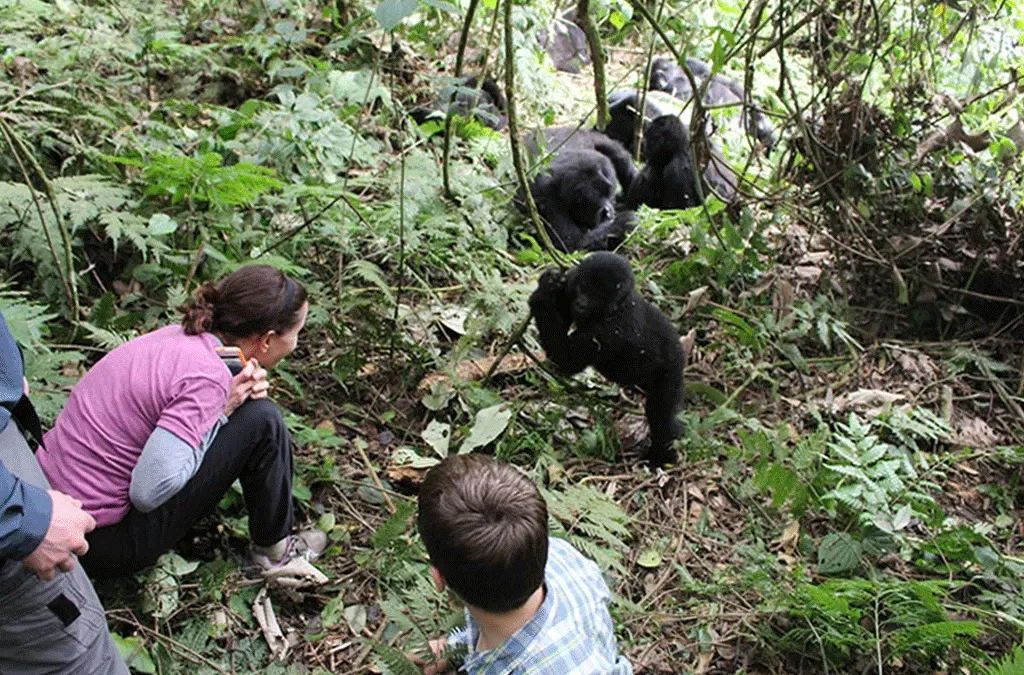 Best Time for Gorilla Trekking in Bwindi