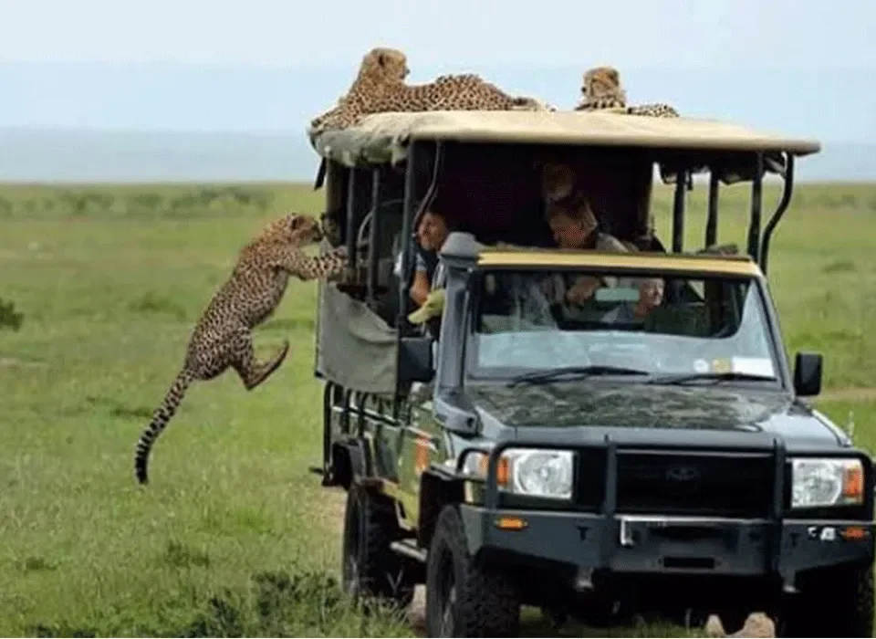 How To Stay Safe During Your Safari Adventure 12 Best Tips for a Kenya Budget Safari in 2025 to 2026