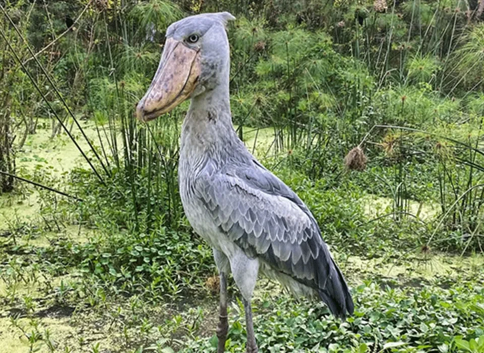 Best Places To See Shoebill in Uganda and Kenya 4 Best Places To See Shoebill in Uganda and Kenya