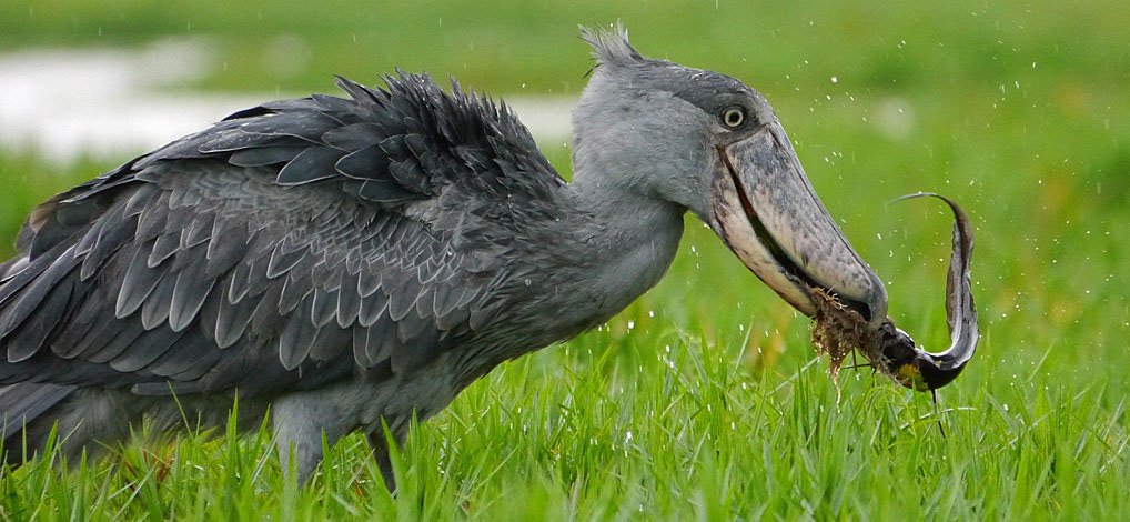 Bird Watching in Uganda 3 Bird watching Uganda shoebill at Mabamba Bay wetland