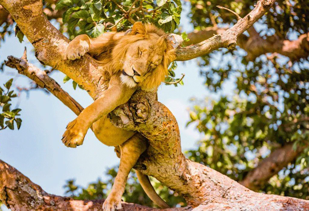 How To Stay Safe During Your Safari Adventure
