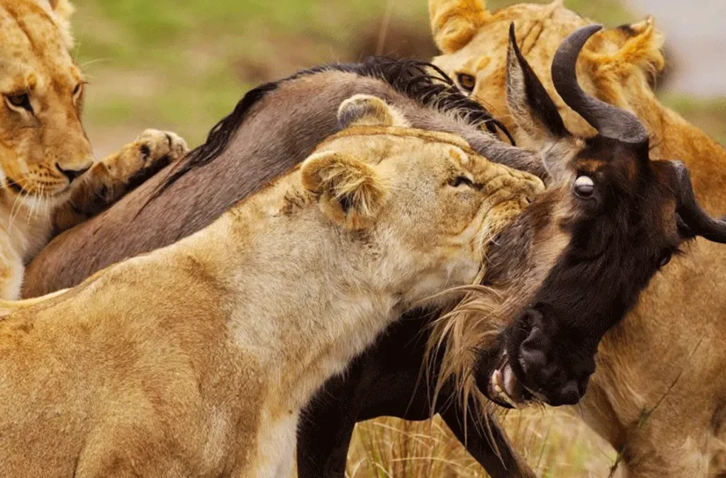Things You Shouldn't Miss Out On Your Safari To East Africa