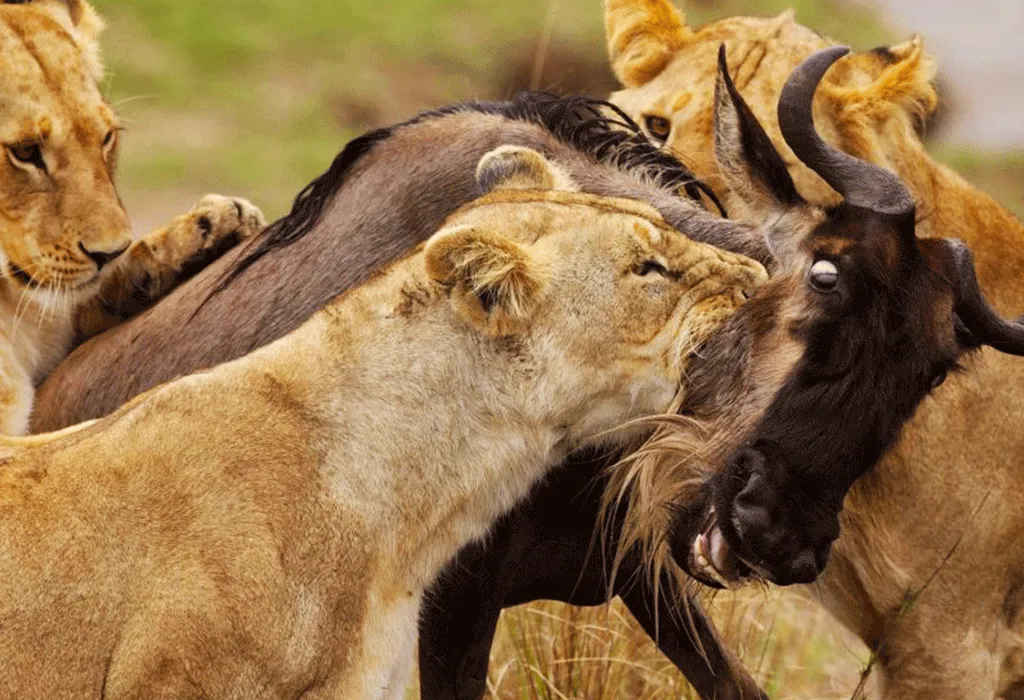 Wildlife3