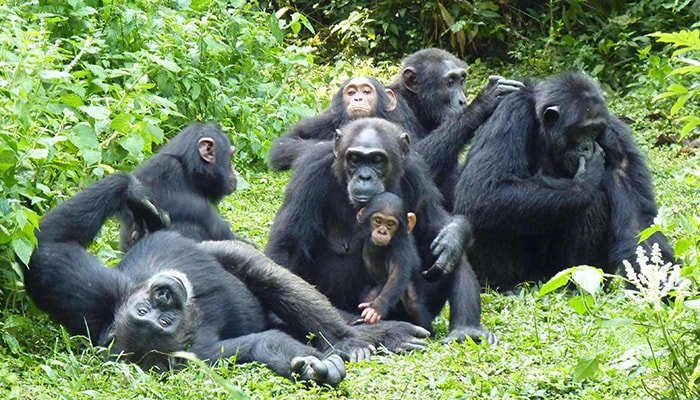 Gorilla And Chimpanzee Safari 23 Group of chimpanzees in nature.
