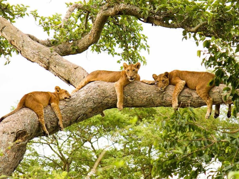 Best Destinations to see Lions in East Africa 10 Best destinations to see lions in East Africa