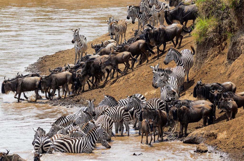 The great wildebeest migration in Maasai Mara 2 The wildebeest migration