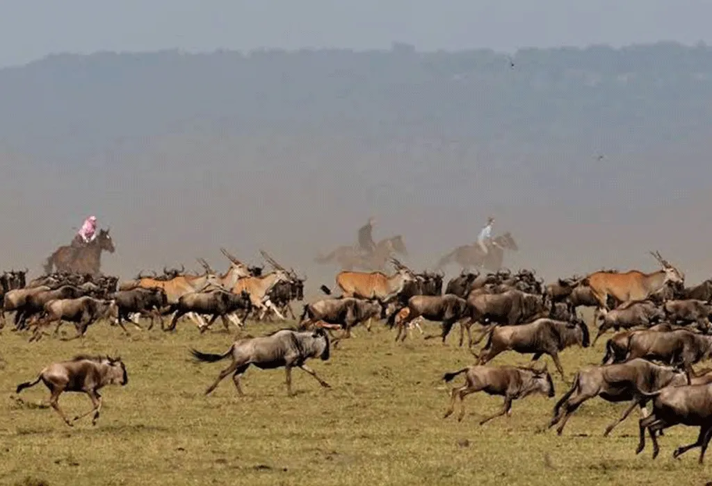 How To Stay Safe During Your Safari Adventure- Wildebeest Migration