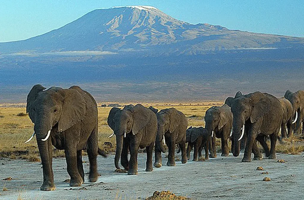 Factors that Determine Kenya Safari Cost 2 Factors that Determine Kenya Safari Cost