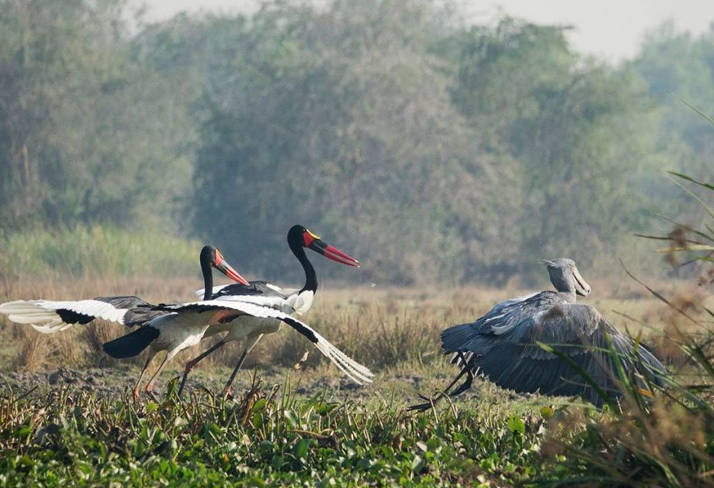 Bird Watching in Uganda 11 best birding spots in Uganda Murchison Falls birds