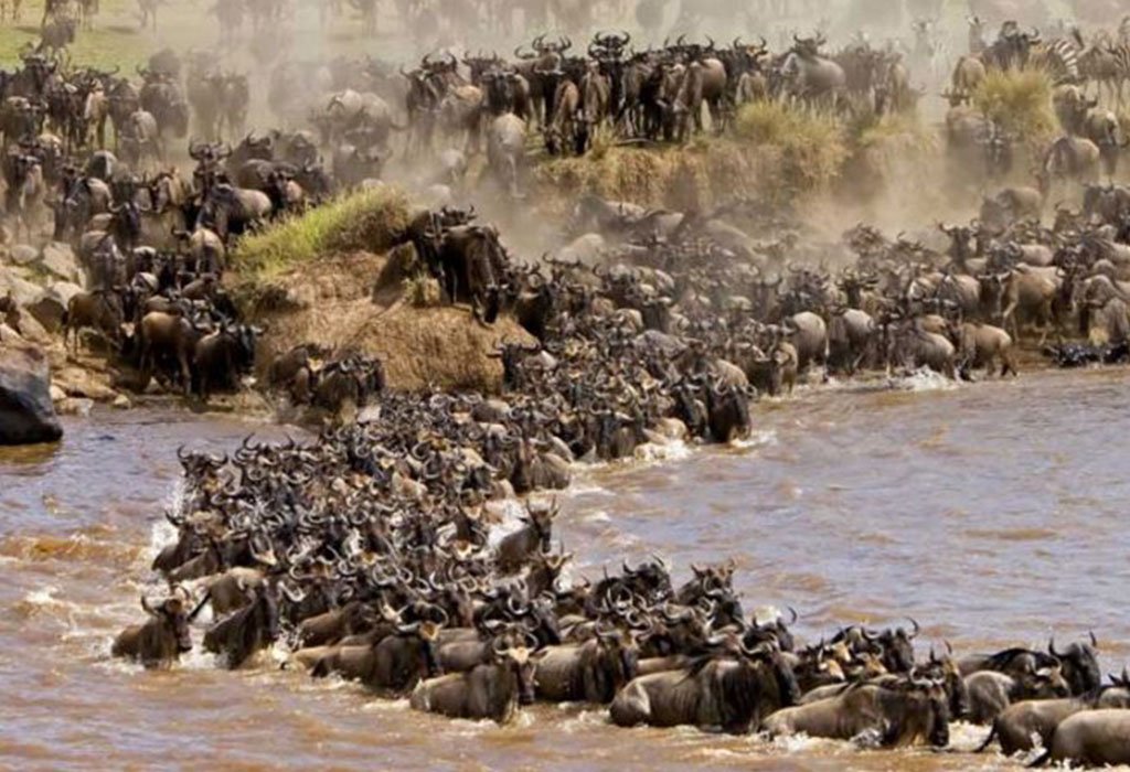 Great Migration in Masai Mara