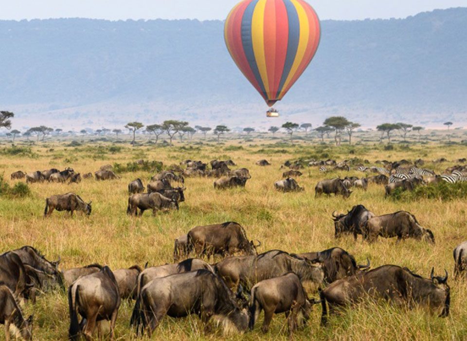 6 Days Masai Mara and Bwindi Flying Safari