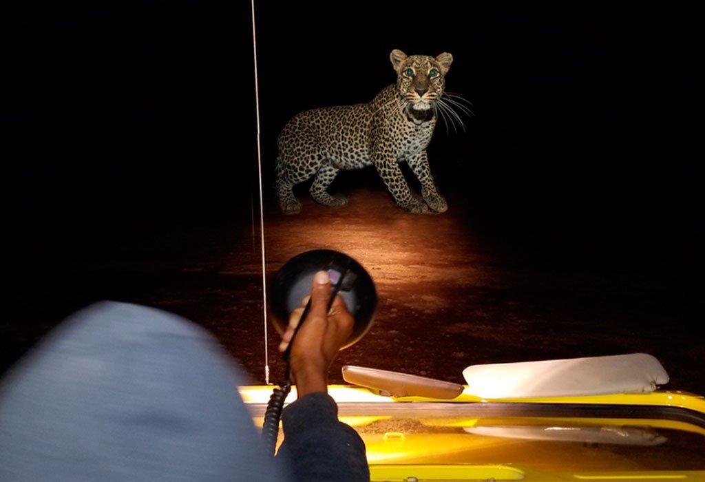 Big Five Game Drives in Akagera National Park 5 Night Game Drives in Akagera National Park