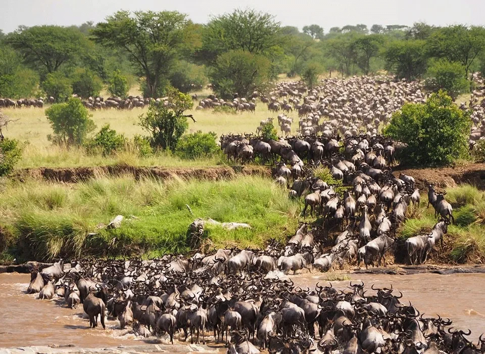 A Complete Guide to Wildebeest Migration in Kenya and Tanzania 14 A Complete Guide to Wildebeest Migration