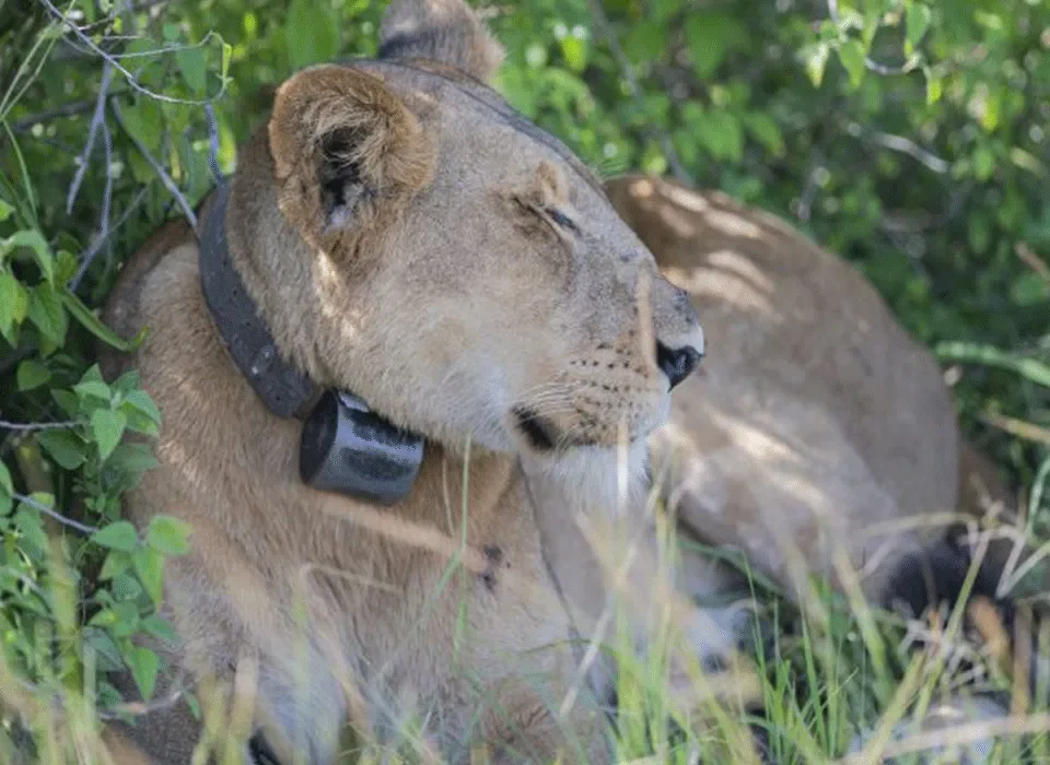 Lion Tracking vs Gorilla Trekking Experience