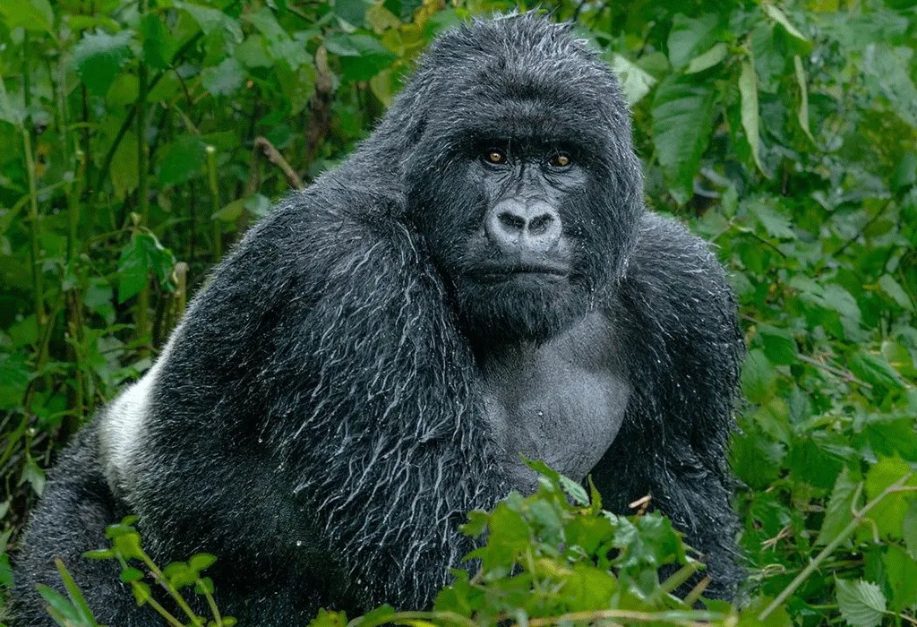 Lion Tracking vs Gorilla Trekking Experience 5 MG2