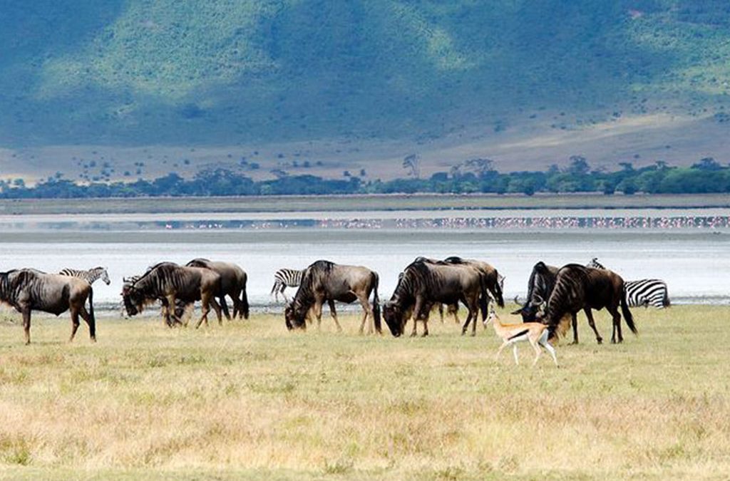 Top Things to do in Ngorongoro Conservation Area 2 Top Things to do in Ngorongoro Conservation Area
