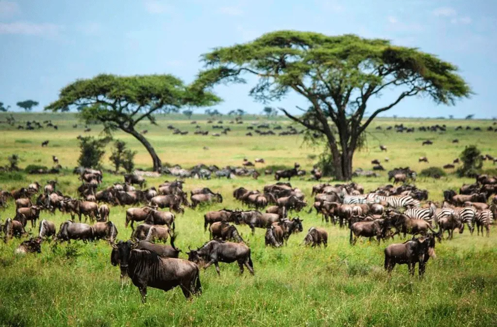 Combined Gorilla Trekking and Tanzania Safari 2 Best Time to Combine Rwanda Primates and Masai Mara Safari