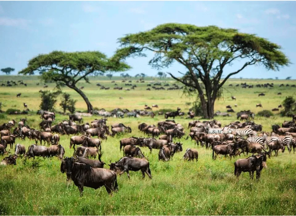 What is the Best Time to Combine Rwanda Primates and Masai Mara Safari? 18 Best Time to Combine Rwanda Primates and Masai Mara Safari