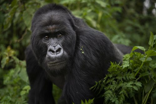 Best time For Gorilla Trekking in Uganda and Rwanda 5 Beat Time for gorilla trekking