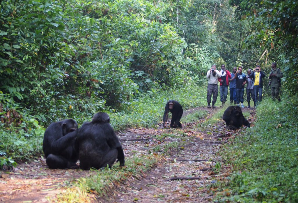 Can I Trek Chimpanzees Twice in Kibale National Park? 3 CHP
