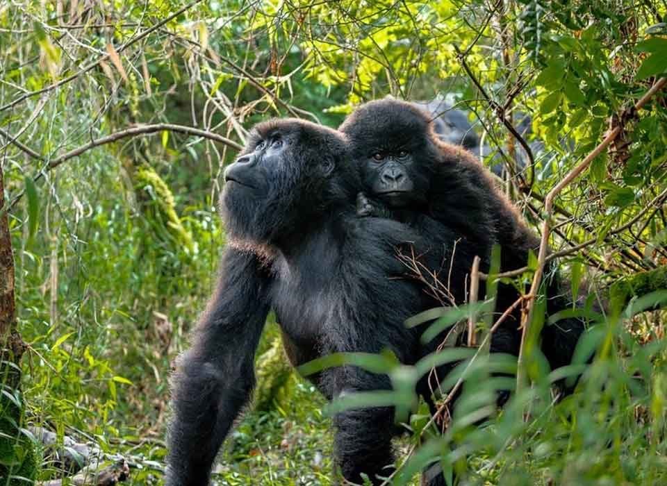 Gorilla Trekking and Wildebeest Great Migration 16 Gorilla Trekking and Wildebeest Great Migration
