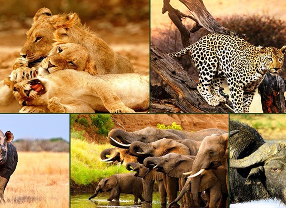 The Perfect Time to Spot Tanzania's Big 5