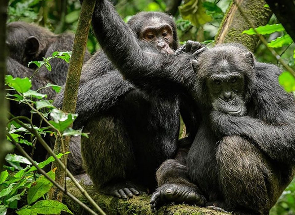 What to know before chimpanzee trekking in Nyungwe National Park 6 What to know before chimpanzee trekking in Nyungwe National Park