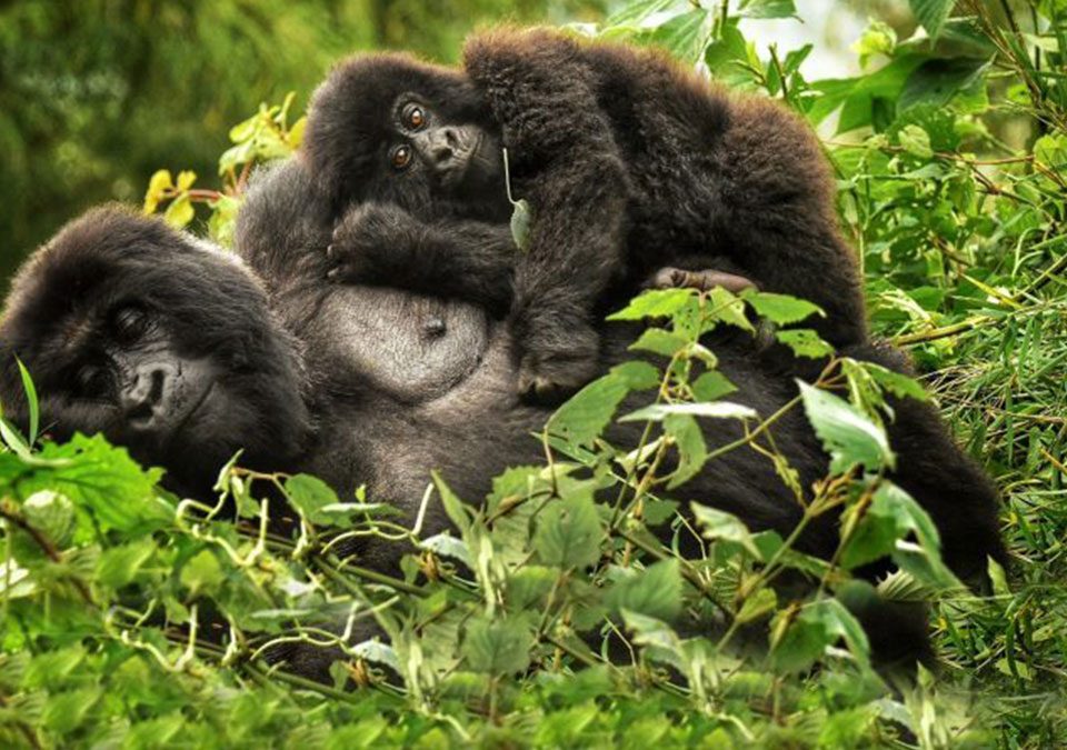 Why Rwanda Should Be Your Next Safari Destination? 12 Why Rwanda Should Be Your Next Safari Destination?