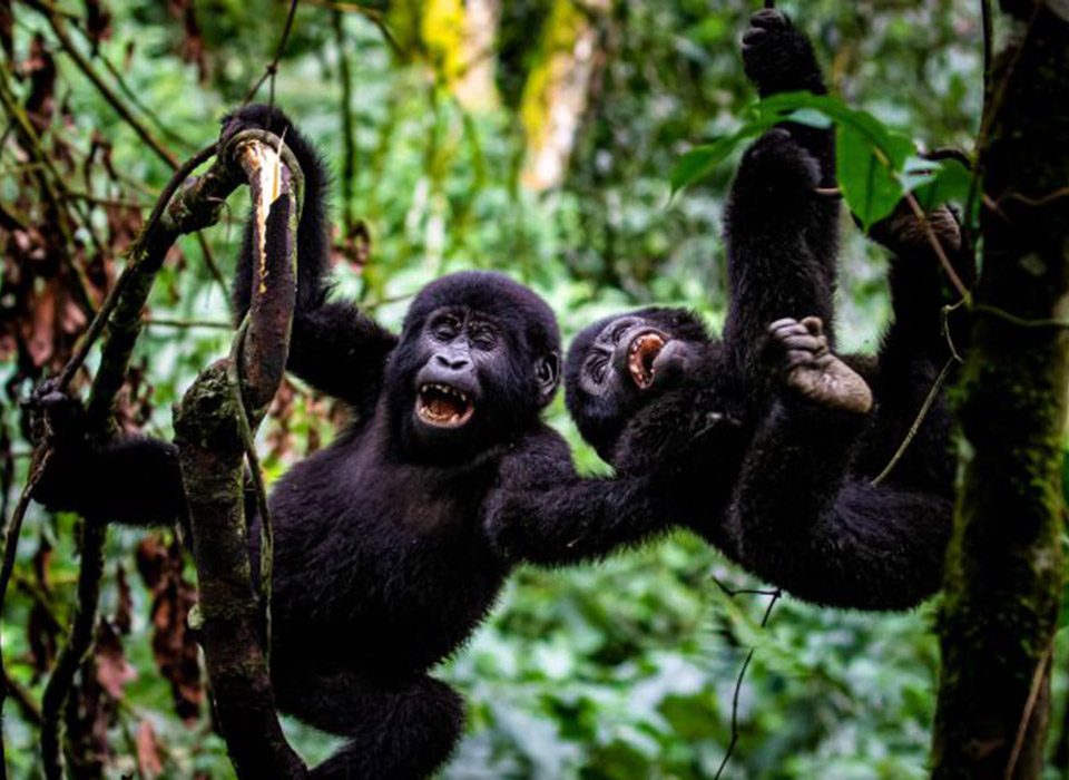 Uganda Gorilla and Chimpanzee Safari Combo