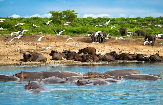 Bird Watching in Uganda 9 Uganda birding safari Kazinga Channel waterbirds