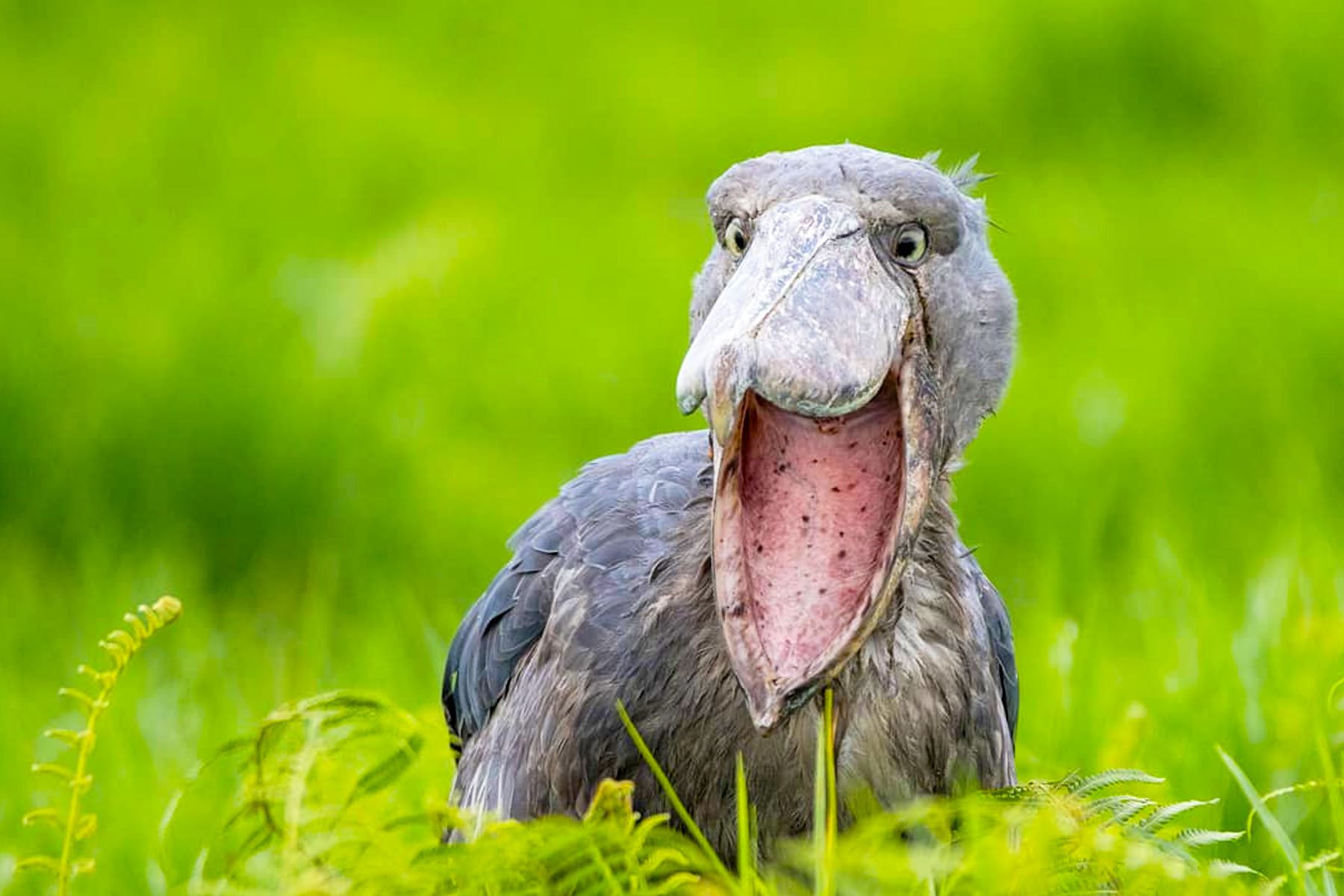 Shoebill Stork experience in Uganda 9 shoebill stork in Uganda wetland at the best time for birding