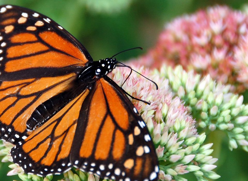 Butterfly watching safaris