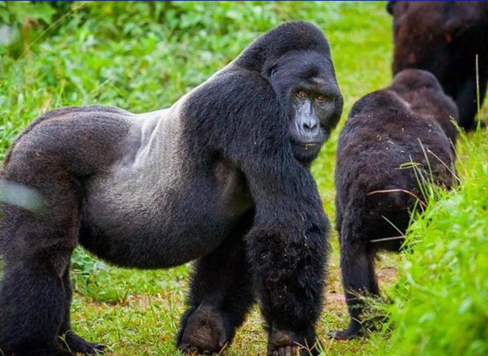 Best Gorilla Trekking Tours in East Africa 4 The Best Gorilla Trekking Tours in Africa