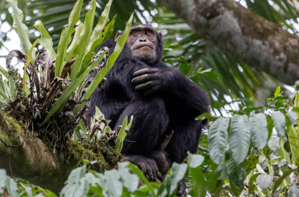 Chimpanzee Habituation in Nyungwe National Park 2 Chimpanzee Habituation in Nyungwe Forest National Park