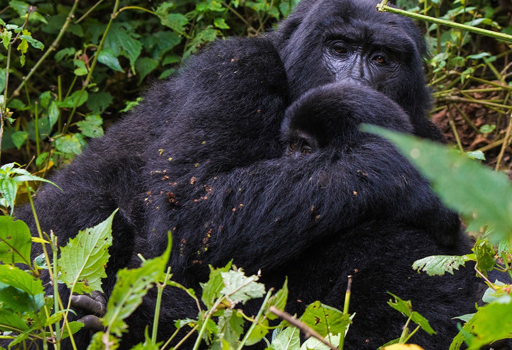 Uganda gorilla trekking combined with Serengeti safari