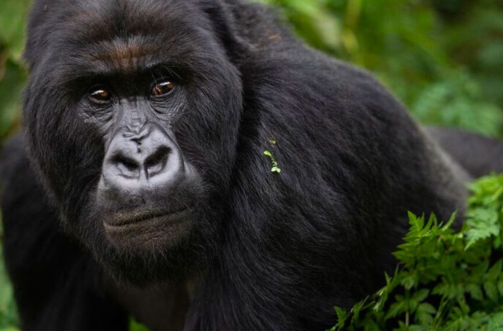 Nkuringo Gorilla Habituation Experience