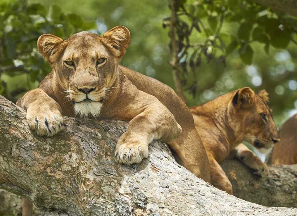 The Big Five Photography Safari in Uganda