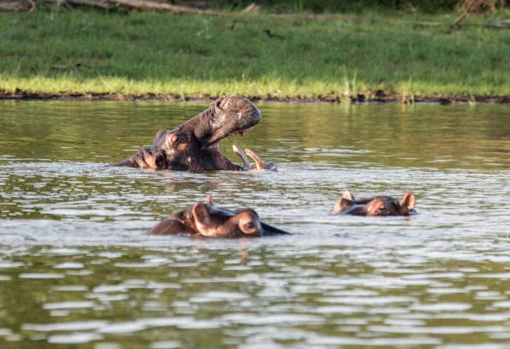 Big Five Game Drives in Akagera National Park 7 akagera boat safari