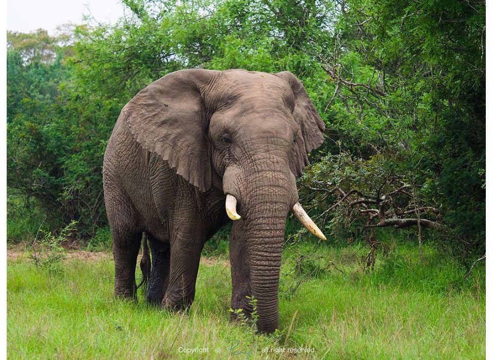 Big Five Game Drives in Akagera National Park 6 big-five-game-drives-in-akagera-national-park