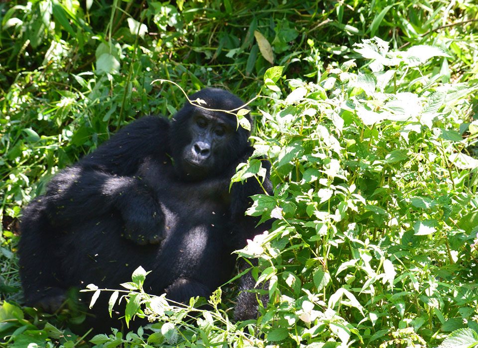 how-to-combine-primates-and-game-safari-in-Uganda