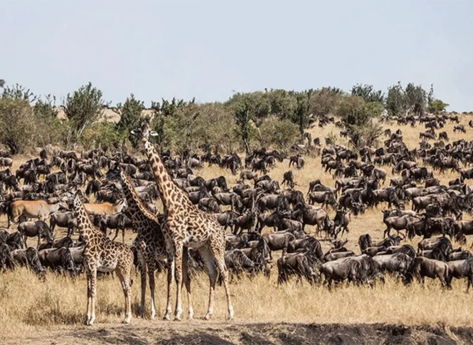 6 Days Masai Mara and Bwindi Flying Safari