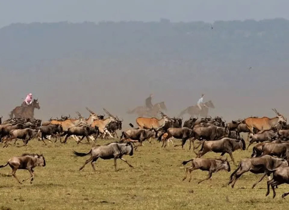 Combined Uganda and Kenya Safari Experience