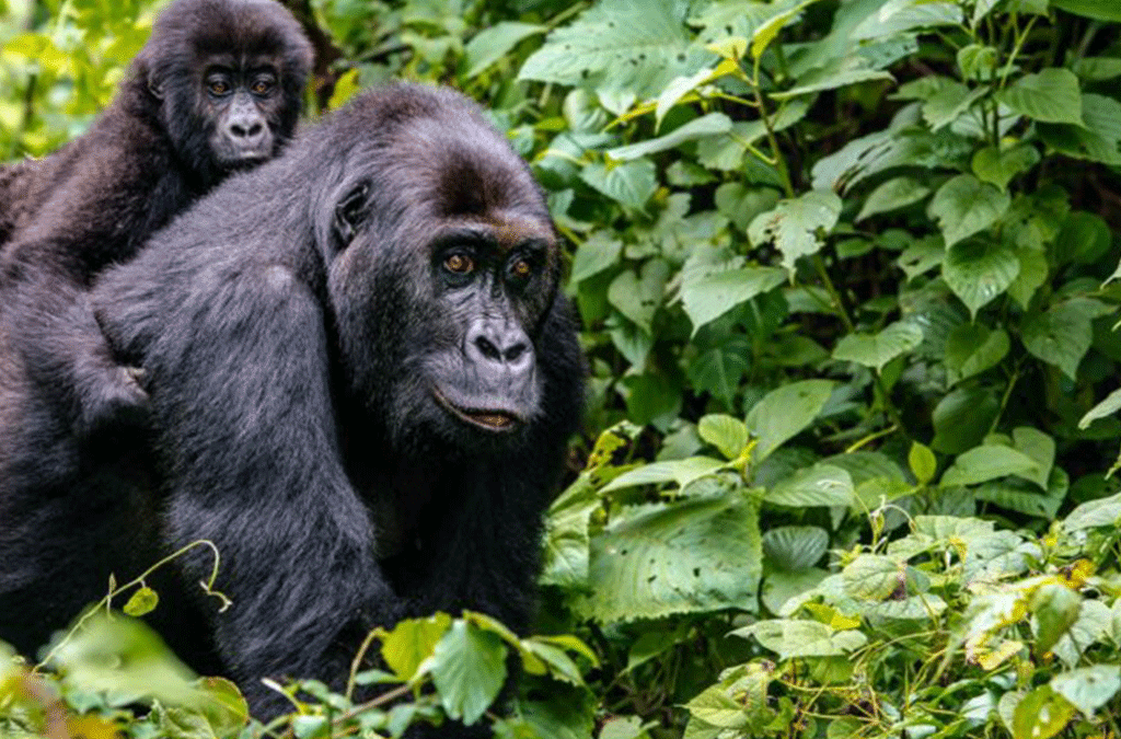 Accessing gorilla trekking in Uganda from Rwanda