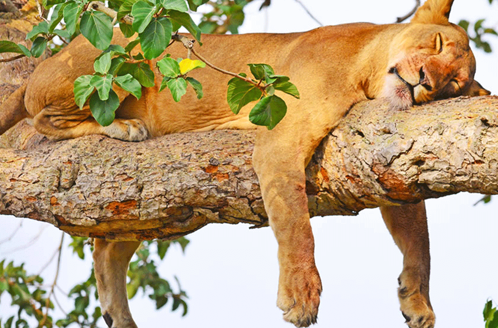 Behaviors of Tree-Climbing Lions in Ishasha
