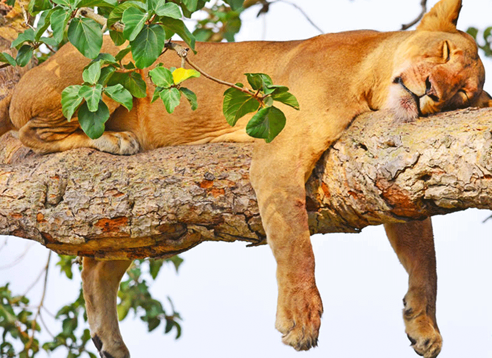 Behaviors of Tree-Climbing Lions in Ishasha 6 Behaviors of Tree-Climbing Lions in Ishasha