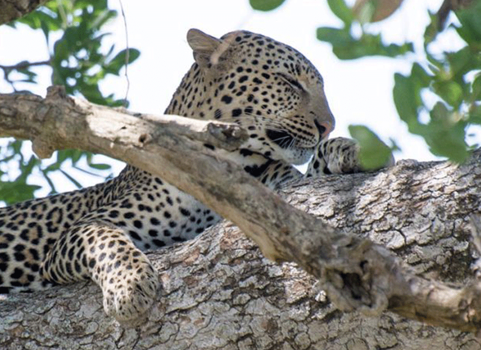 Kidepo Filming Permits Fees 6 Kidepo Filming Permits Fees